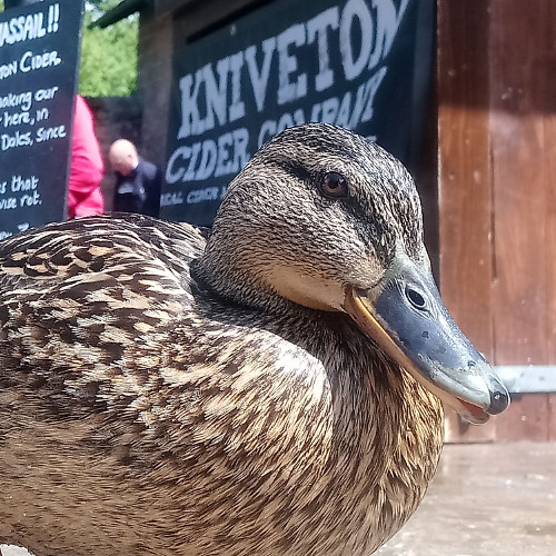 If it walks like a duck and talks like a duck then it's a duck